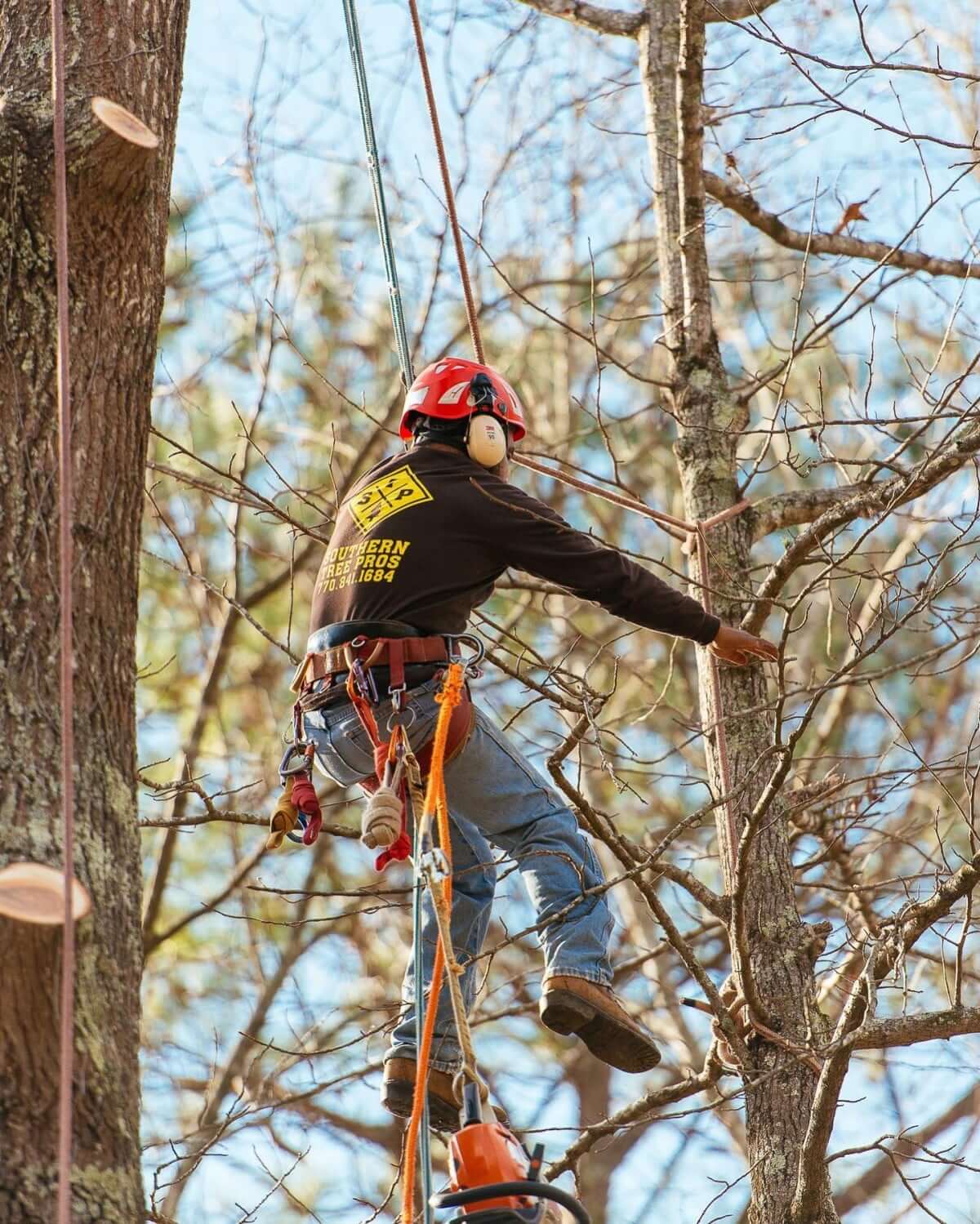 Tree Trimming