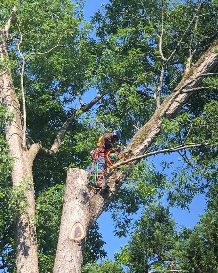 Atlanta tree service