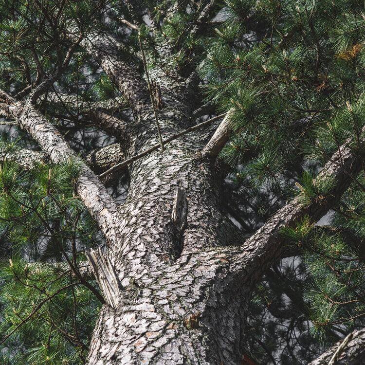 Services Tree Care Atlanta GA