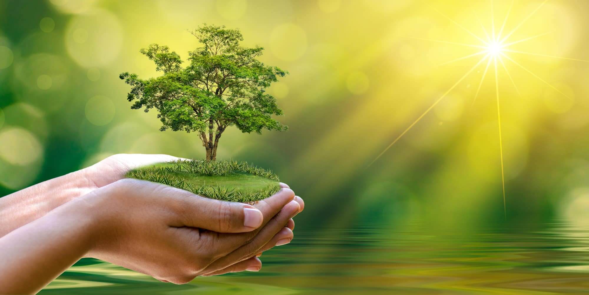 Tree Planting