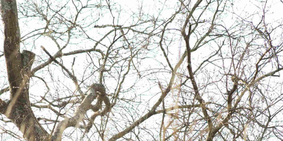 ant-infested tree