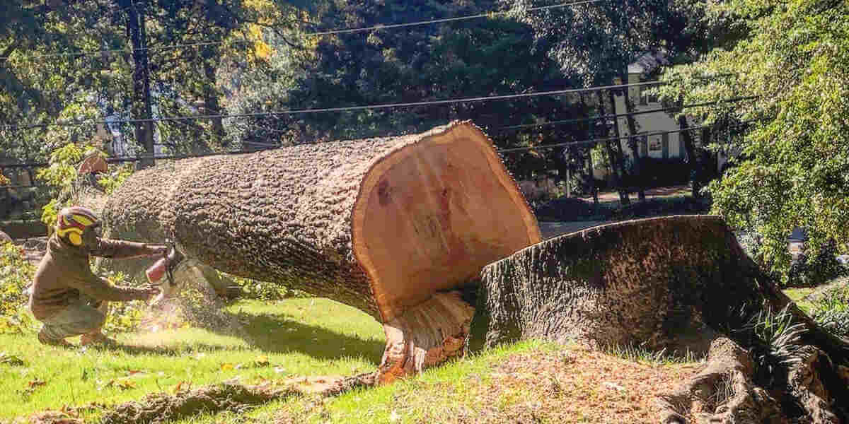 backyard tree removal