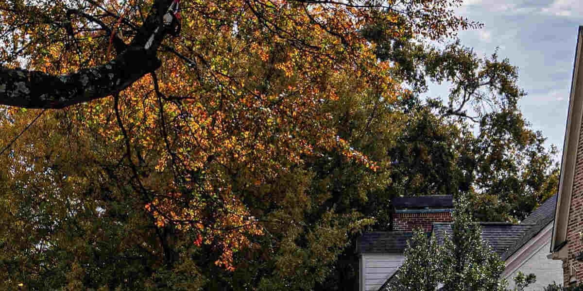 common tree diseases