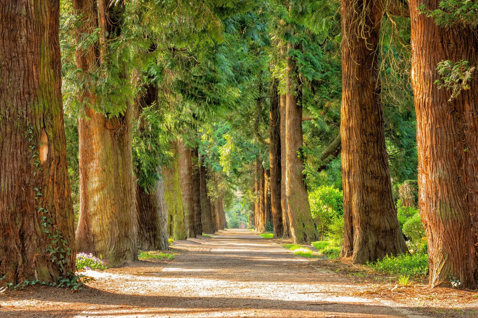 common trees in Georgia