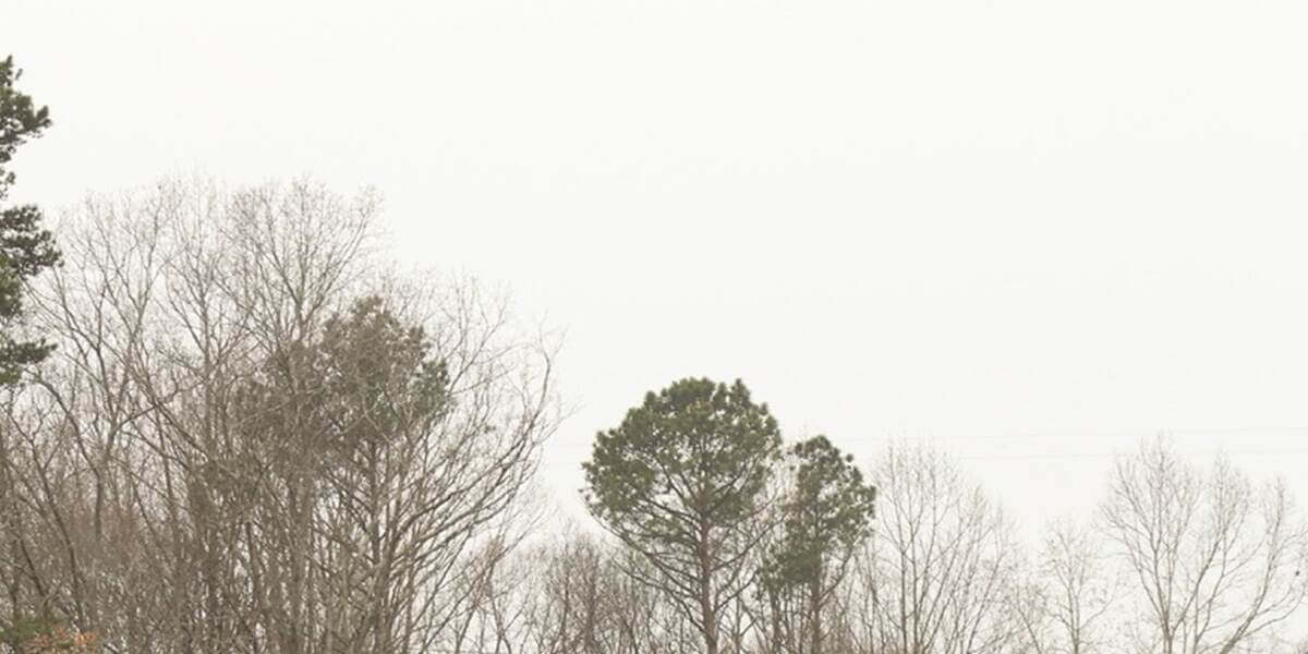 do tree roots grow in the winter