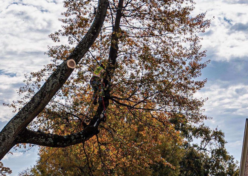 An arborist completing an inspection in Atlanta, GA