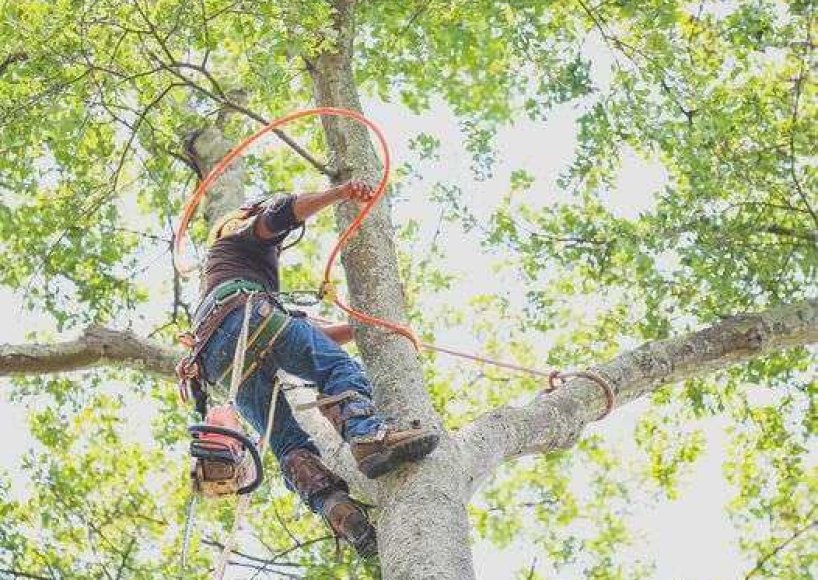 An arborist working on a tree removal job in Atlanta, GA