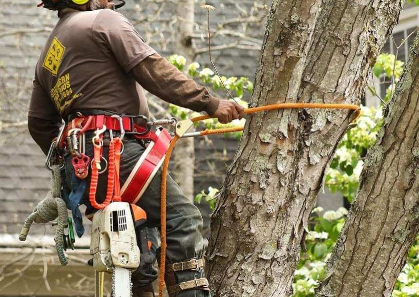 The team completing a tree service job in Alpharetta, GA.