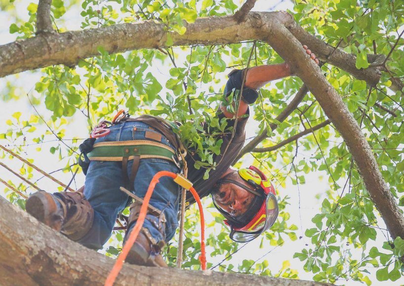 The Southern Tree Pros team completing a tree trimming in Atlanta, GA
