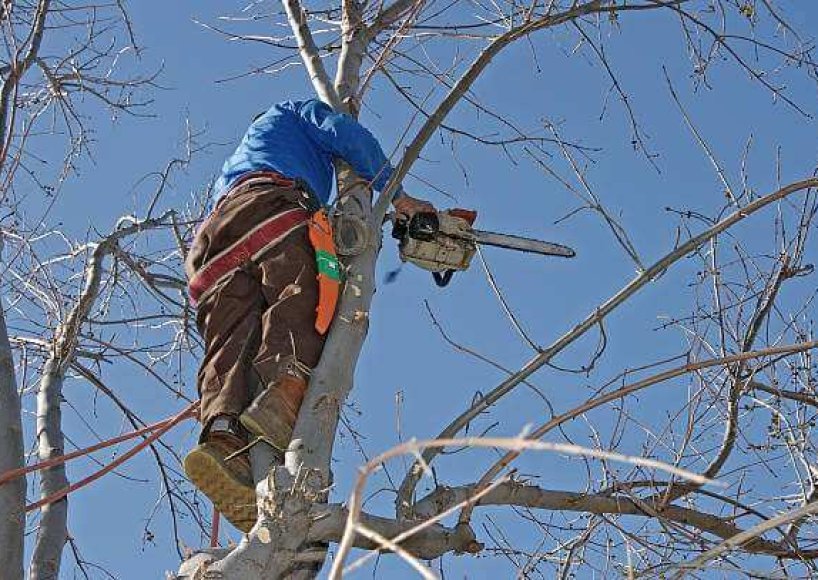 The team completing a tree trimming in Smyrna, GA