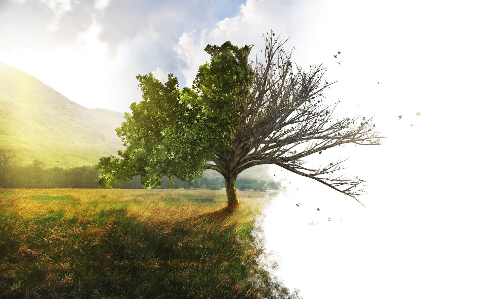 endangered trees