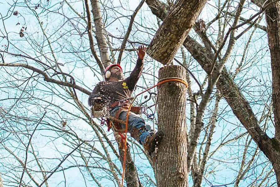 hazardous tree removal