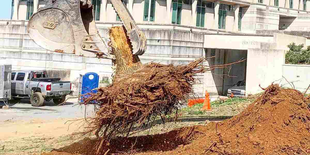 how deep do tree roots go