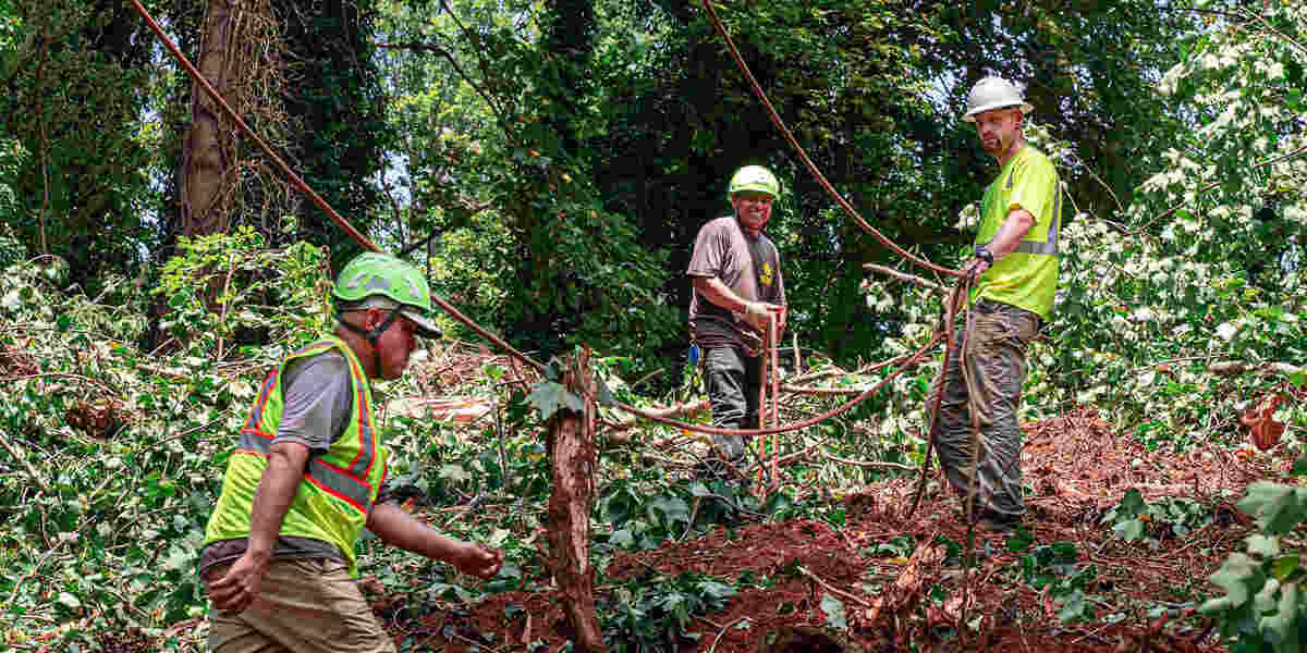 how to improve tree health