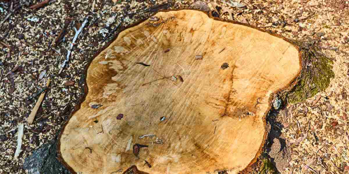 how to remove a large tree stump