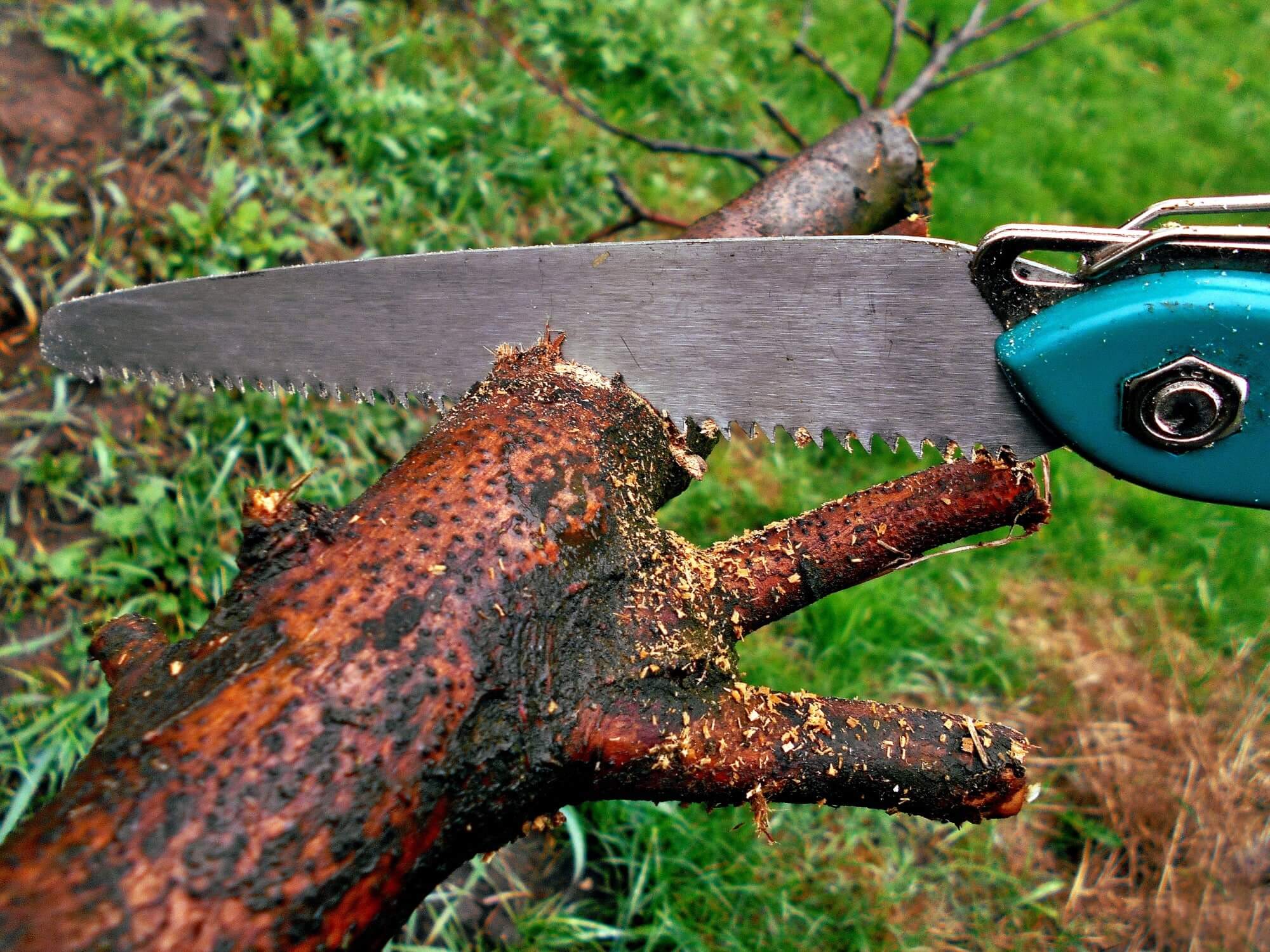 how to trim trees