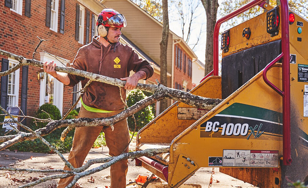 how to winterize trees