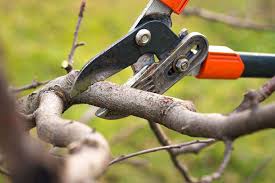 tree trimming services