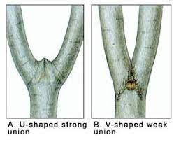 V-Shape And Leave U-Shaped Branches