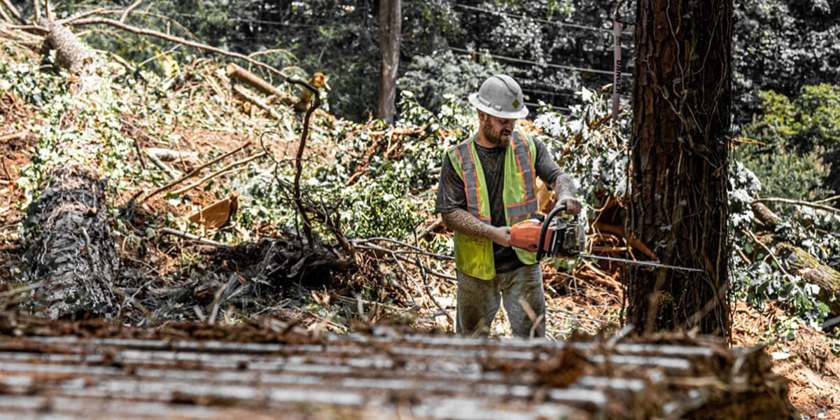 isa arborist
