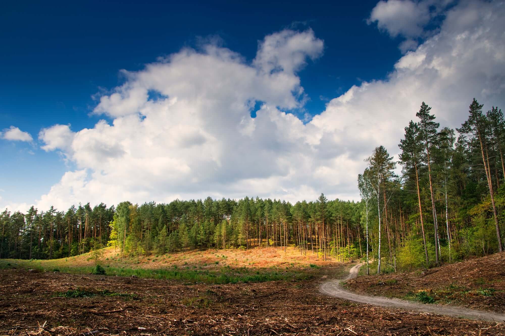 land clearing
