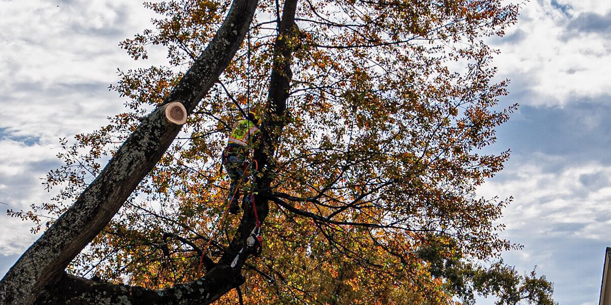 low maintenance trees