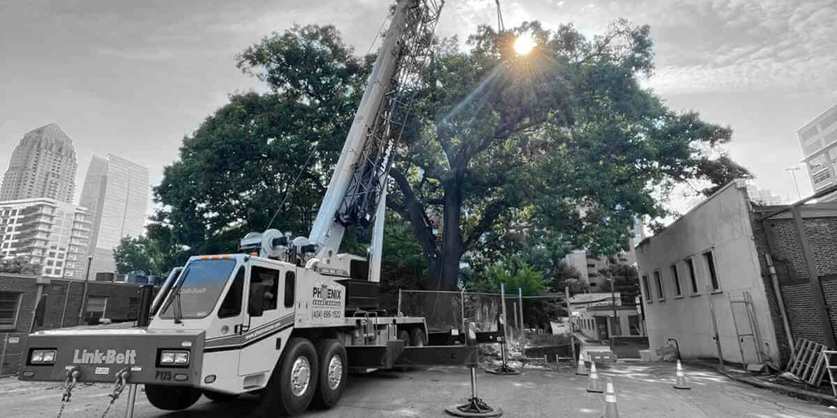 removing a tree