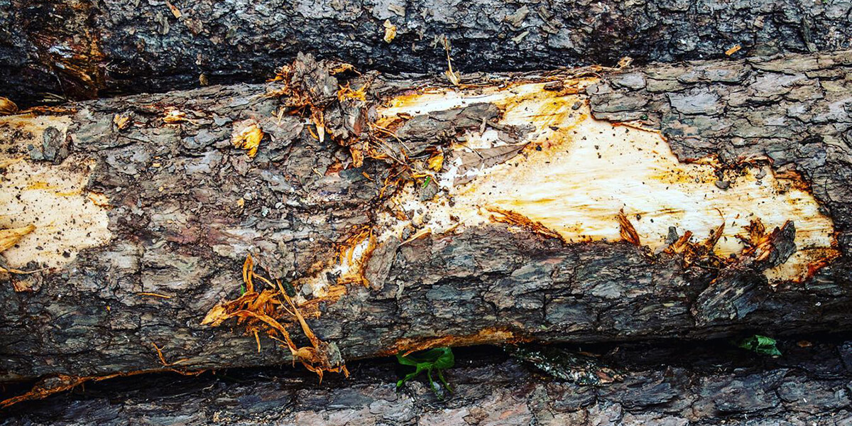rotten tree trunk