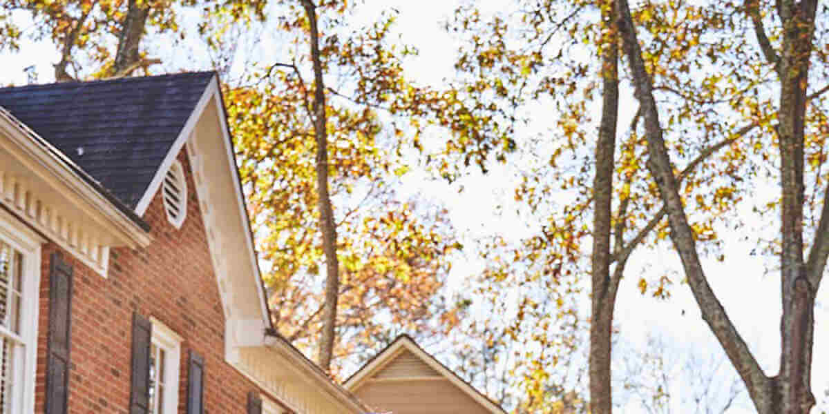 subsidence caused by trees