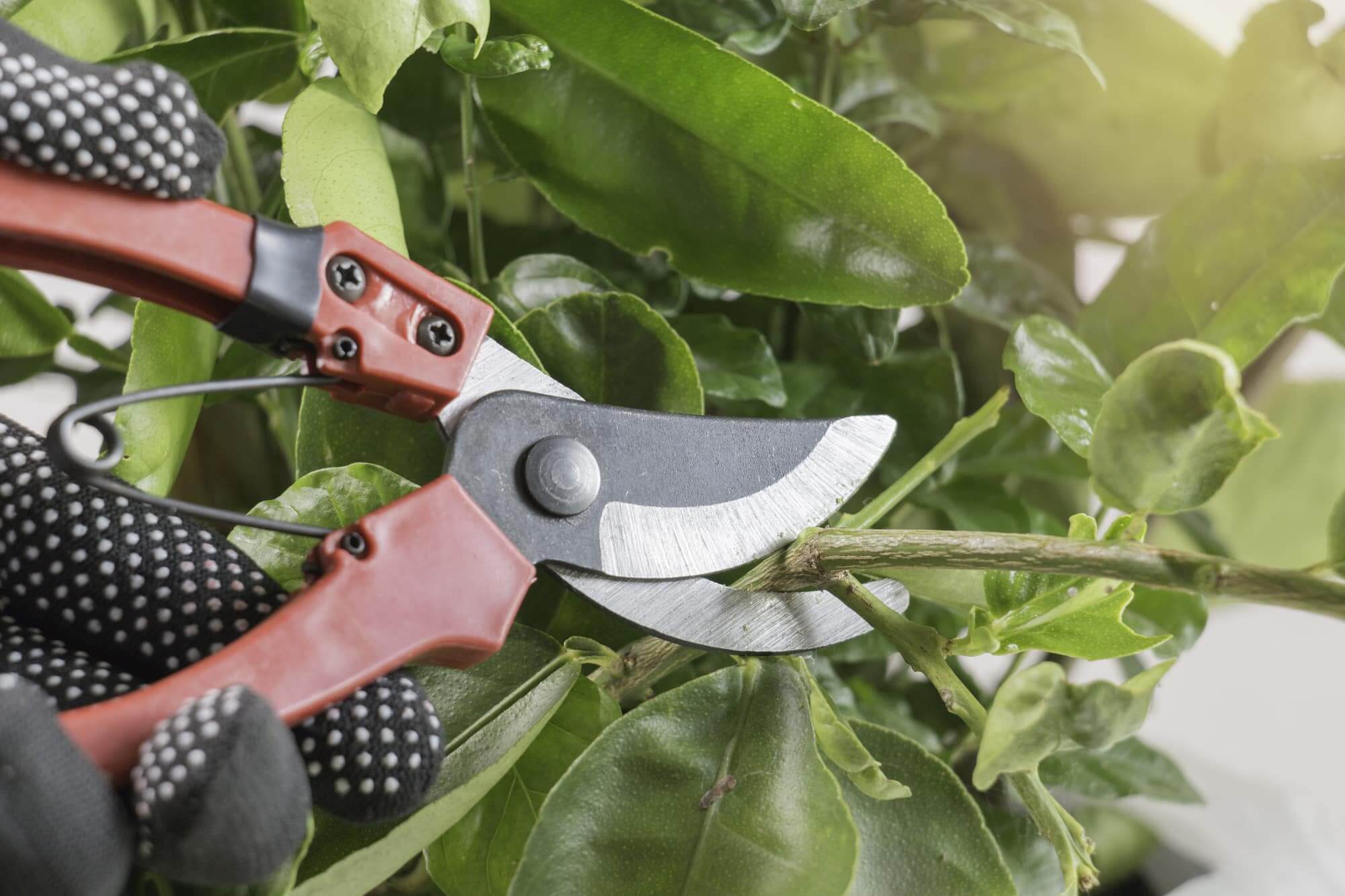 tree care tips