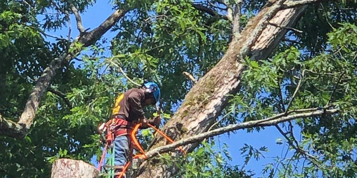 tree leaning after storm