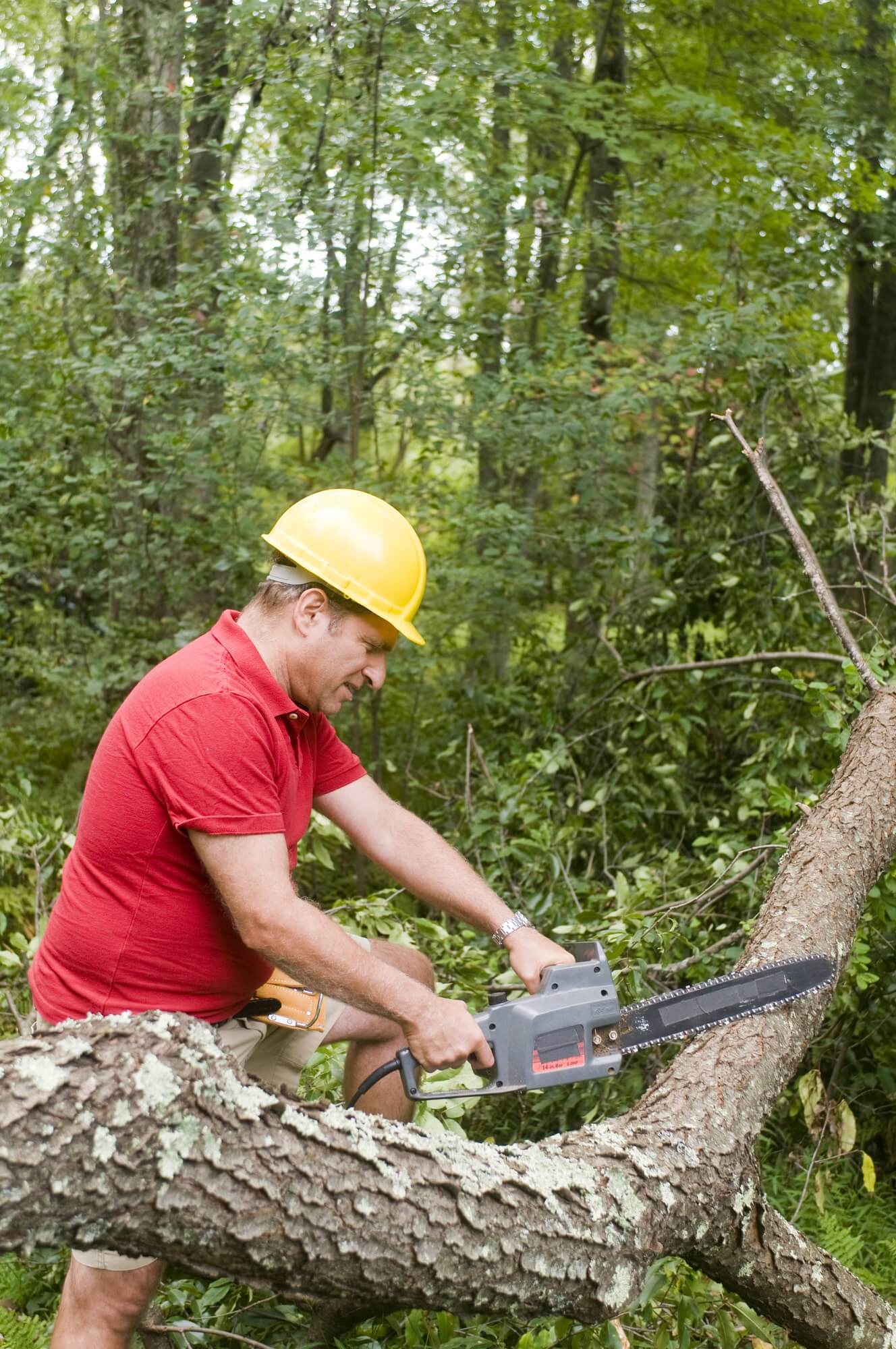 tree removal permit