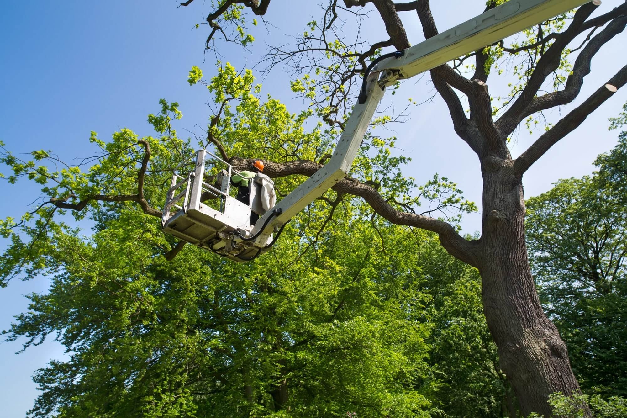 tree removal