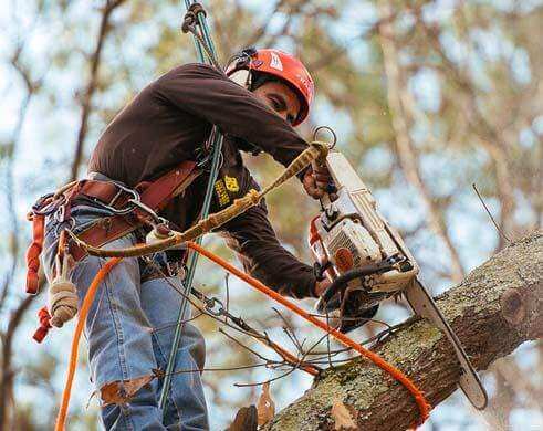 The team completing a tree trimming job in Atlanta, GA