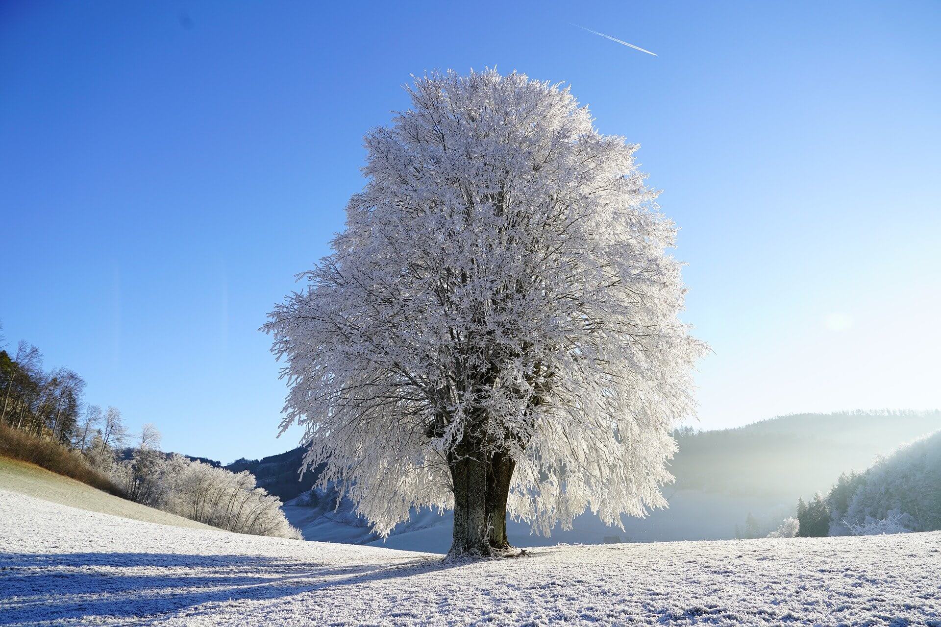 trees in winter