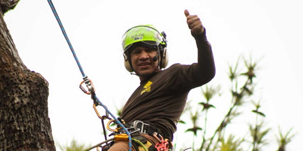 what does an arborist do