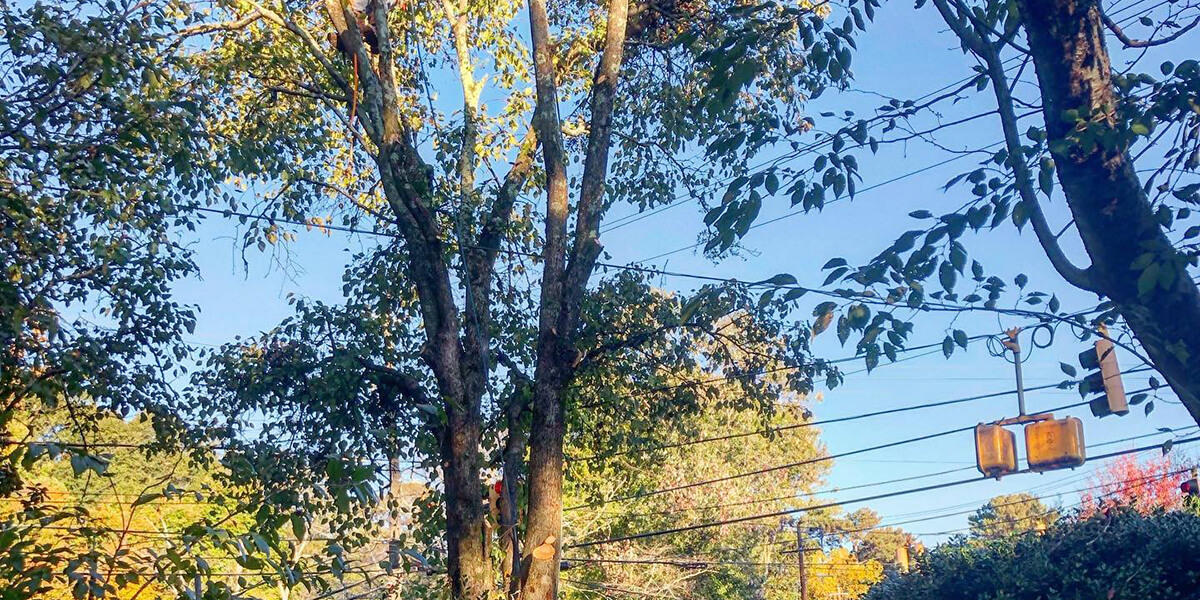 who is responsible for tree limbs on power lines