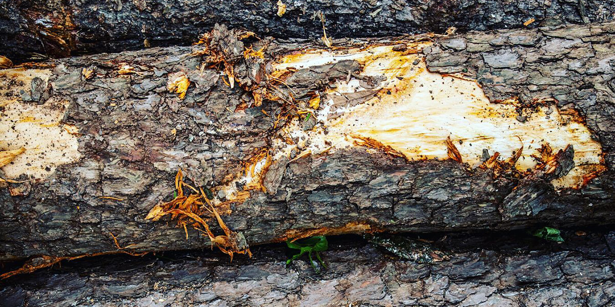 why does bark fall off trees