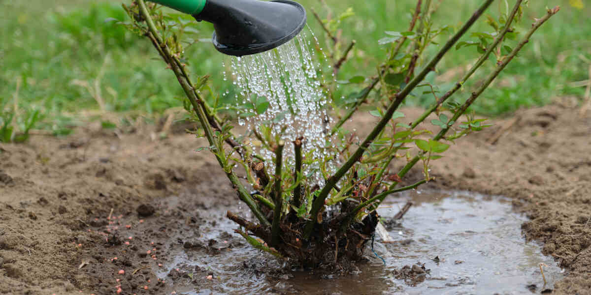 will an overwatered tree recover