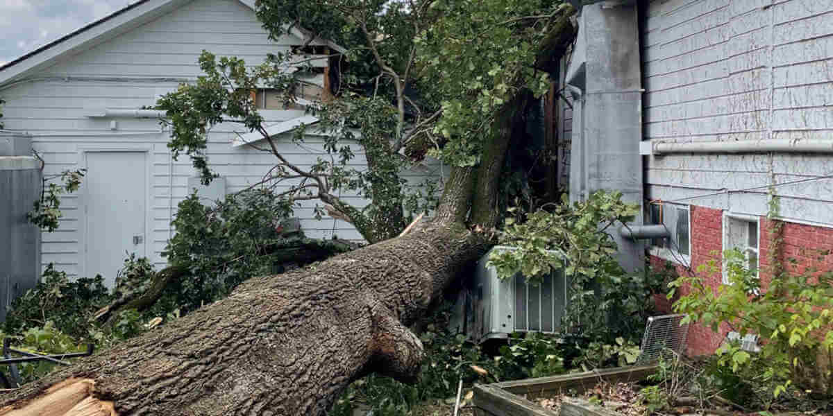 will rocks around a tree kill it
